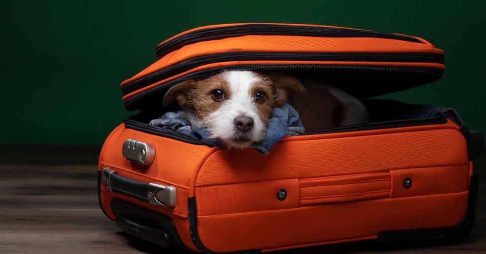 Mala sendo arrumada para viajar com segurança para transportar seu pet