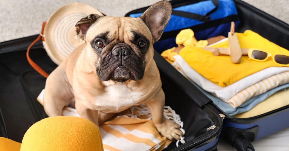 Malas de viagem prontas e planejamento para o transporte aéreo de raça braquicefálico