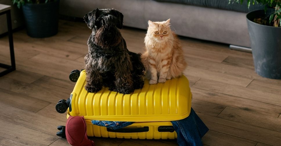 Dicas ESA Cargo: veja como preparar o pet para viagem de avião!