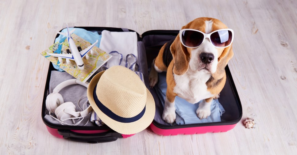 Guia completo sobre transporte e viagem internacional com pet